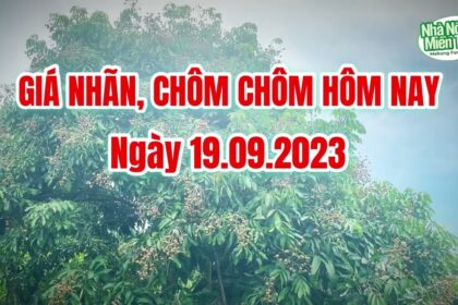 Vietnam fresh fruit prices September 19, 2023