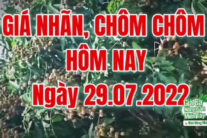 market prices, agricultural products, rambutan and longan price July 29, 2022