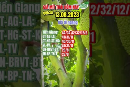 Vietnam Thai jackfruit prices August 13, 2023