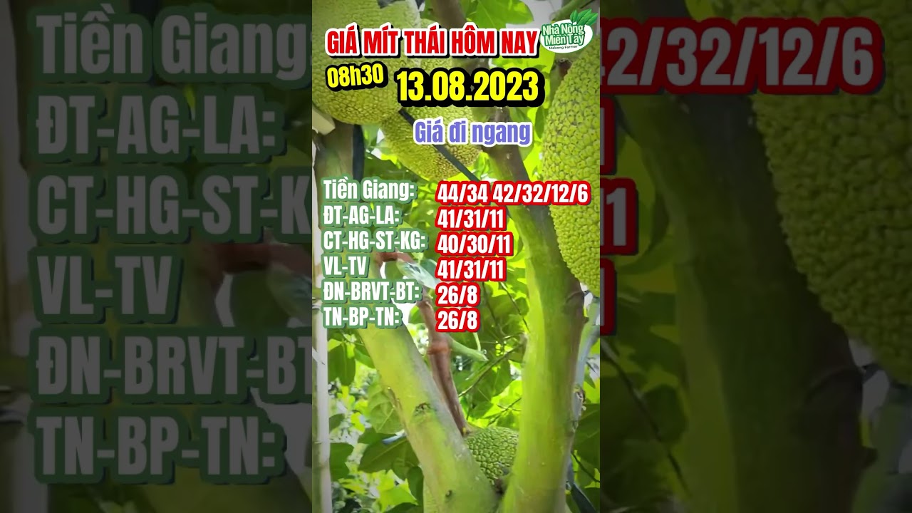 Vietnam Thai jackfruit prices August 13, 2023