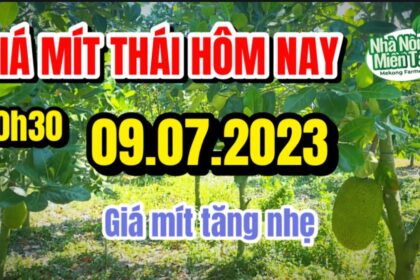 Vietnam Thai jackfruit prices July 9, 2023