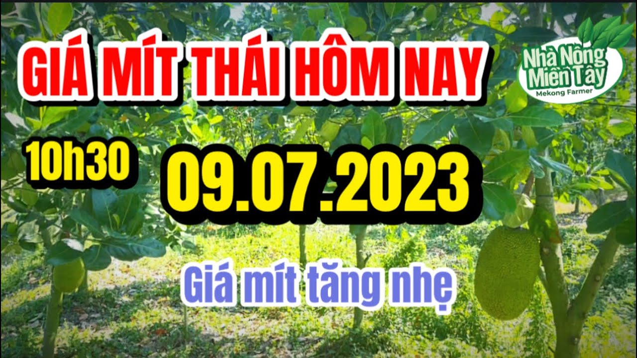 Vietnam Thai jackfruit prices July 9, 2023