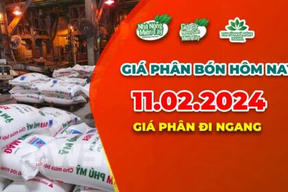 Vietnam fertilizer prices February 11, 2024