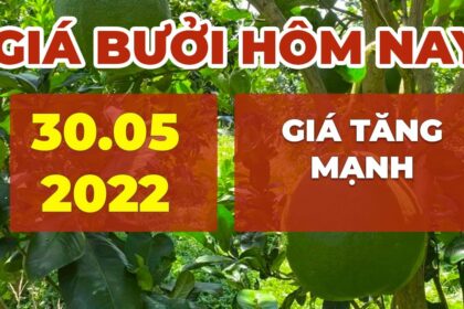 market prices, agricultural products and pomelo price May 30, 2022