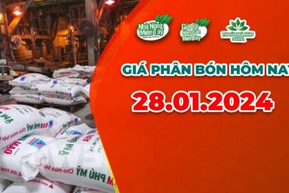 Vietnam fertilizer prices January 28, 2024