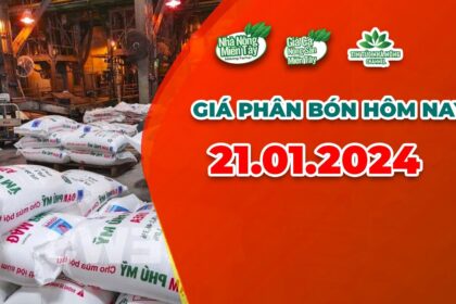 Vietnam fertilizer prices January 21, 2024