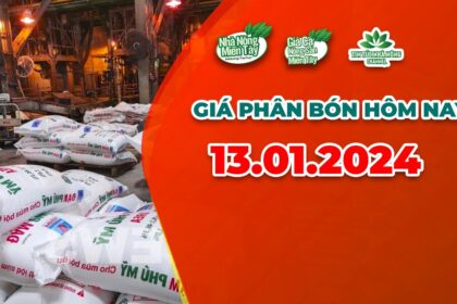 Vietnam fertilizer prices January 13, 2024