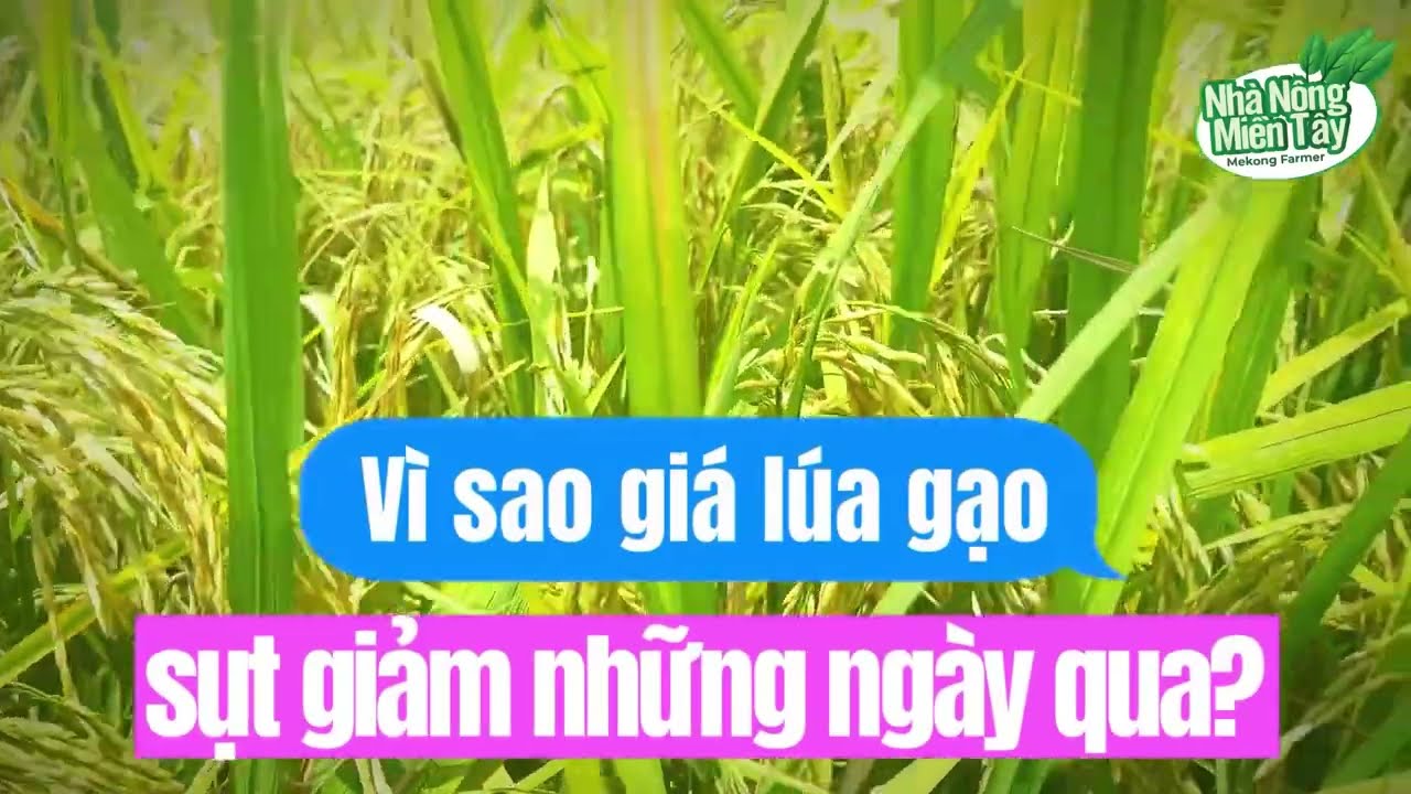 Rice prices