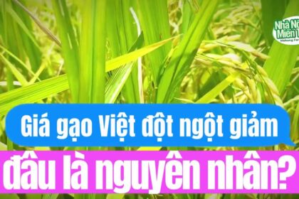 Rice prices