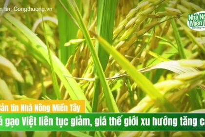 Rice prices