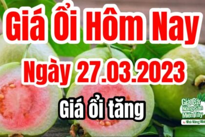 guava price March 27, 2023