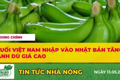Banana prices