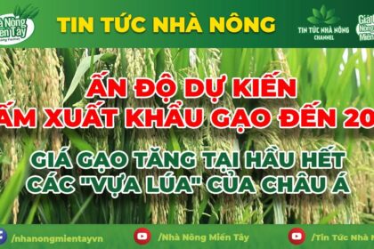 Rice prices