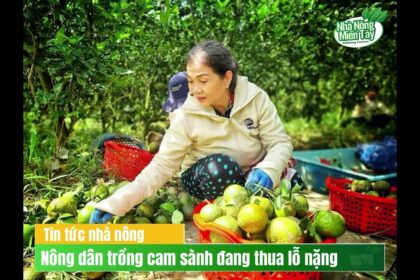 Vietnamese agriculture news