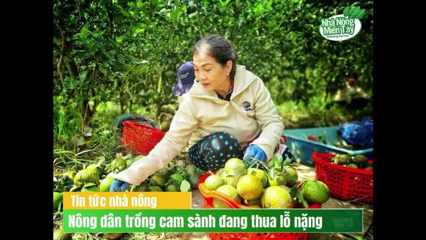 Vietnamese agriculture news