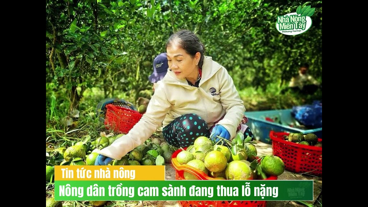 Vietnamese agriculture news