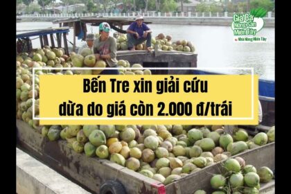 Coconut prices