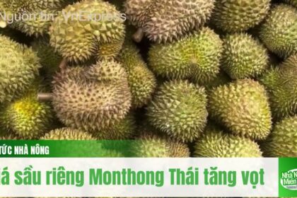 Durian prices