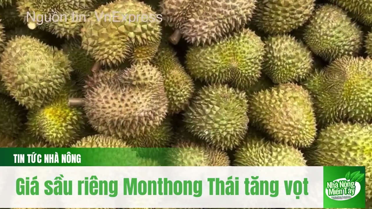 Durian prices