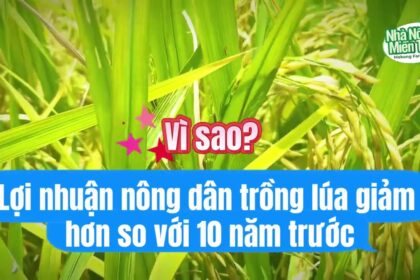 Rice news