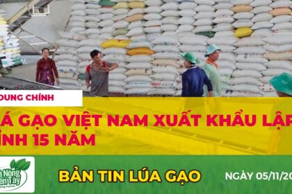Rice prices