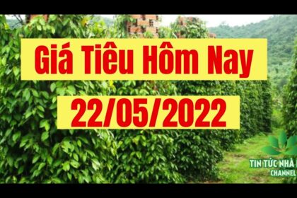 black pepper prices today