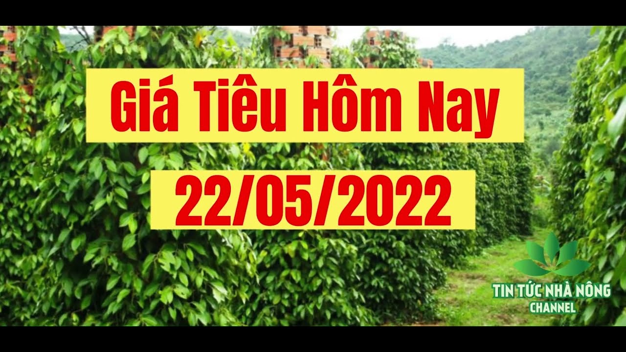black pepper prices today