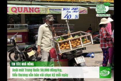 Mango news