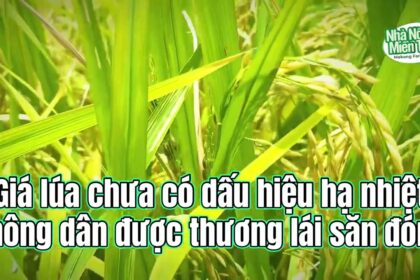 Rice prices