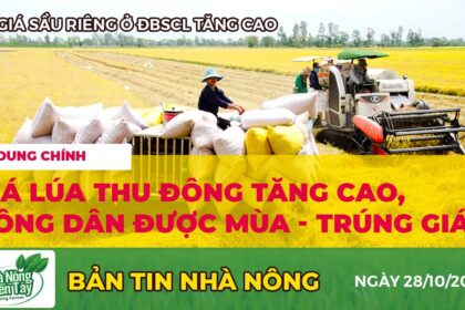 Rice prices