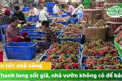 Dragon Fruit prices