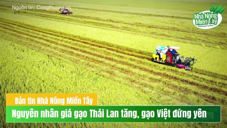 Rice prices