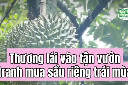 Durian news