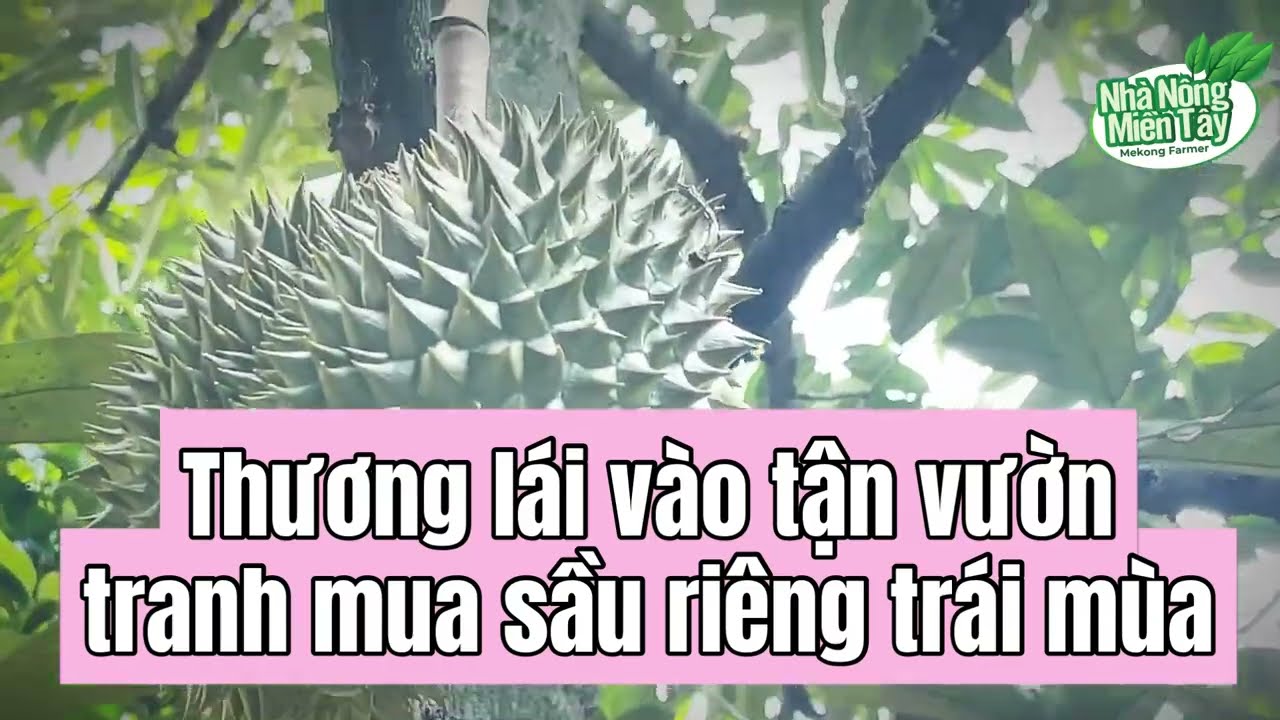 Durian news