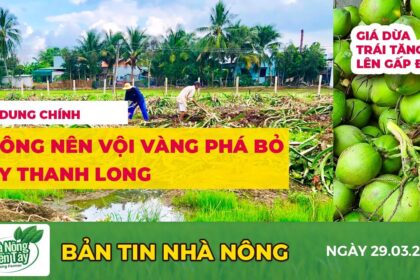 Rice prices