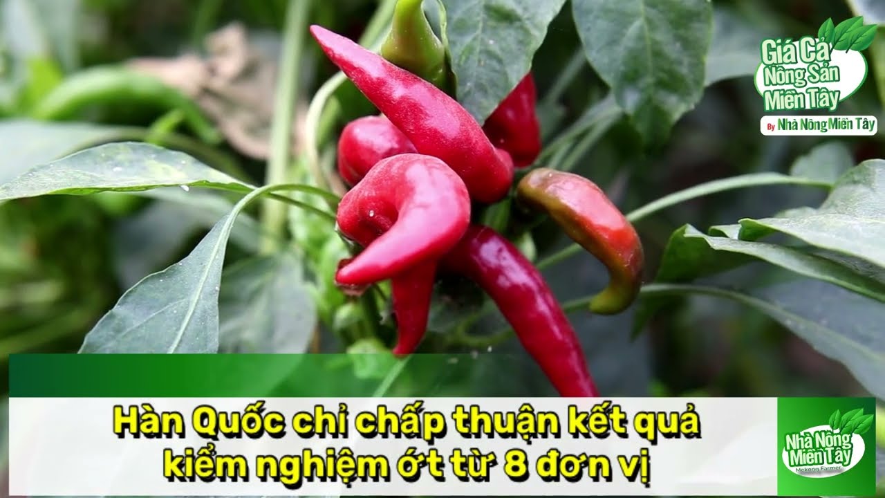 Chili news