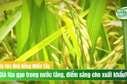 Rice prices