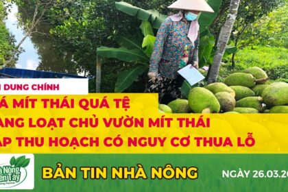 Rice prices