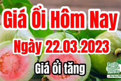 guava price March 22, 2023