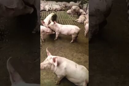 pig farming