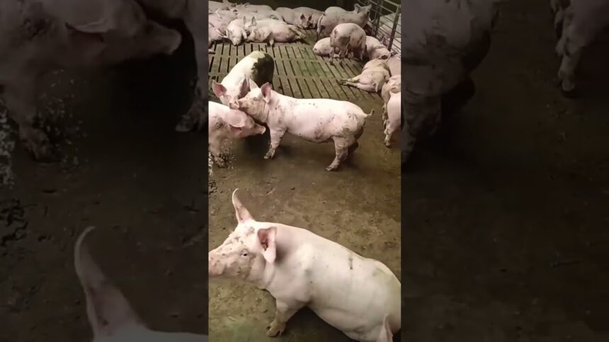 pig farming