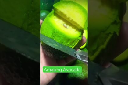 avocado farming