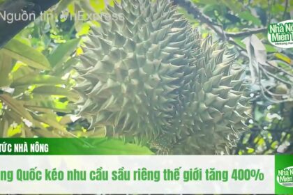 Durian news