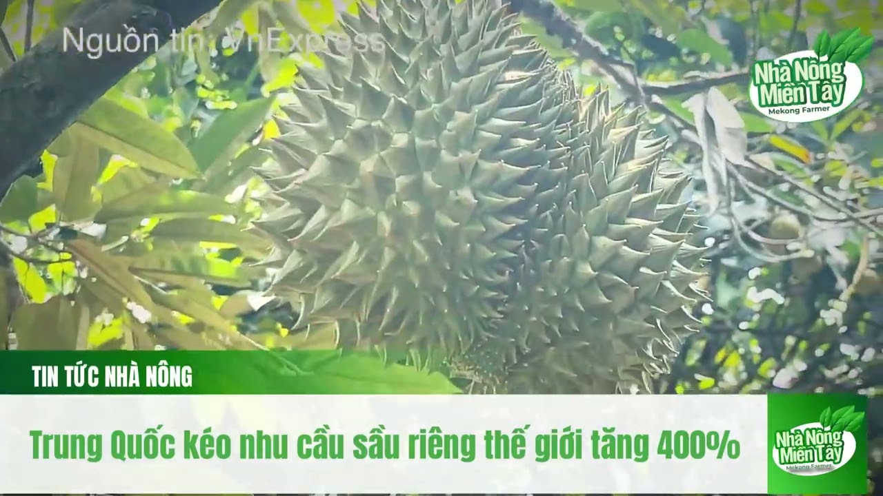Durian news