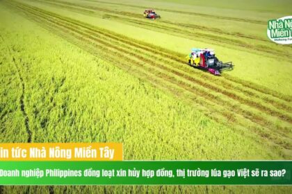 Rice news