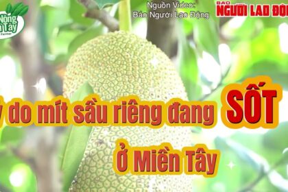 Durian news