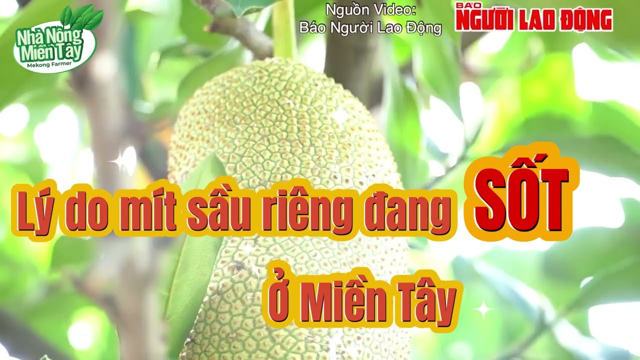 Durian news