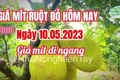 red-fleshed jackfruit prices today