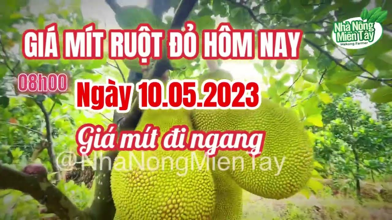 red-fleshed jackfruit prices today