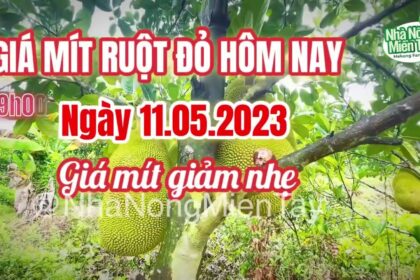 red-fleshed jackfruit prices today